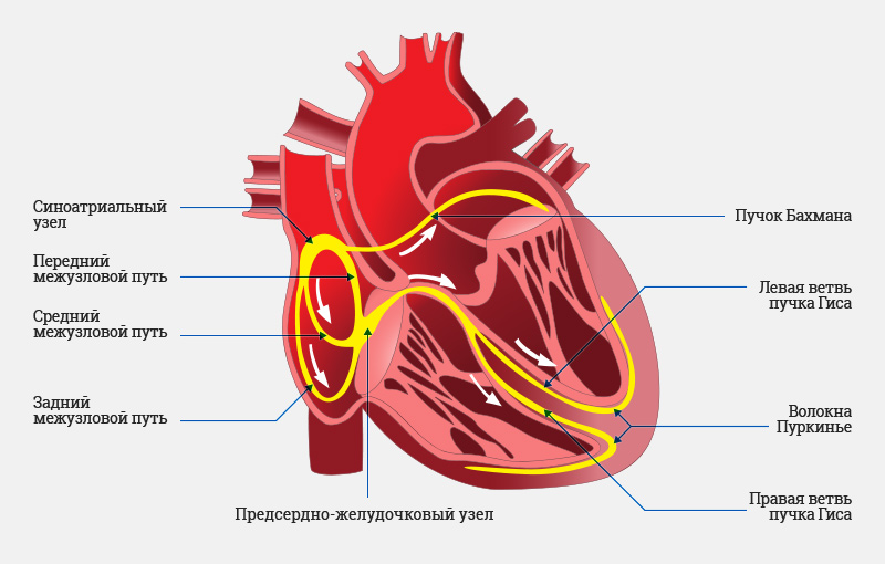 «Электрика» сердца — это проводящая система.